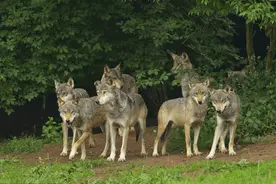 手持冲锋枪和无数子弹，在野外被狼群包围，有望存活吗？图片