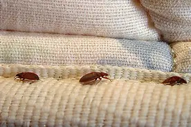 有害生物防制：家里有臭虫该怎么消灭？图片