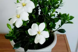 5月开花的植物，花香正浓，推荐这6种，养护方法简单图片