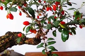 阳台养一盆它，开花清新，果子能吃，观赏价值高，谁看了都喜欢图片