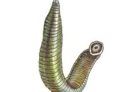 ​靠吸血为生的蚂蟥，不小心被人类活吞下去，会吃掉人类器官吗？图片