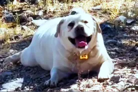 带130斤重狗狗爬山减肥结果是：人抬狗下山！宠物怎样正确减肥？图片