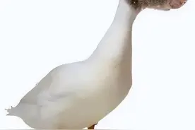 当浑浊成为一种常态，清白就是一种罪图片