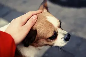 平时多抚摸狗狗这几个地方，它会更加爱你图片