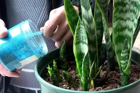 养虎皮兰，用“3招”，叶片肥厚油亮，蹭蹭长爆盆，侧芽一大圈图片