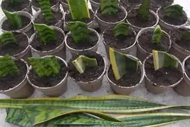 5种“漂亮花”，用叶子就能扦插，一年长满花盆图片