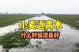 小麦返青水什么时候浇？早浇好还是晚浇好？2点因素，别浇错了图片