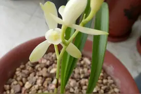 探讨兰花空根和烂根问题，防范未然，养出美丽兰花图片