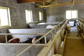 10月31日，养猪人卖猪的价格，猪价开始上涨图片