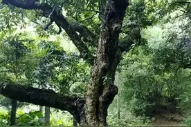 被业内称之为地板界的“性价比之王”——番龙眼图片