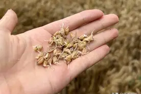 麦收遭遇连阴雨，导致多地小麦发芽，4方面损失不可避免图片