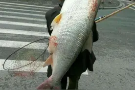 70斤重水老虎被盘起！65岁的重庆大爷却惹争议，到底是对还是错？图片