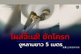 泰国北揽府居民家中马桶惊现5米长蟒蛇图片