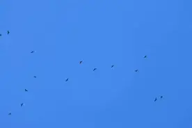 广州白云山迎来第一波黑冠鹃隼集群图片