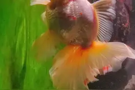 泰狮金鱼不会挑？看完你就会了图片