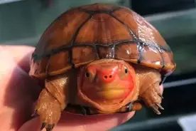 养龟必知——乌龟腐皮腐甲的成因与防治（上）图片