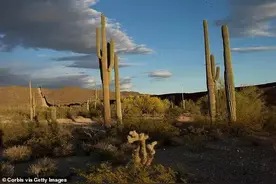 美国年轻人流行舔蟾蜍！吸食致幻毒素寻求快感，专家劝：别舔了图片