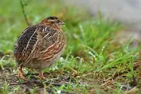 萌宠小知识——鹌鹑蛋常吃，你了解鹌鹑吗？图片