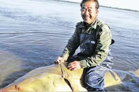 2018年，渔民在黑龙江捕获一条大鱼22万卖给水产局，鱼还活着吗？图片