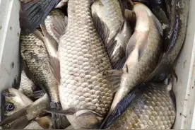 早春野钓水库全攻略，个体大聚窝快，水底地形很重要图片