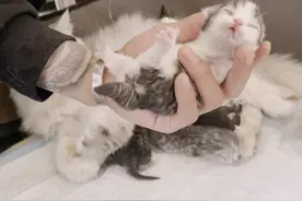 猫咪刚出生需要注意些什么？铲屎官来分享一些基本经验图片