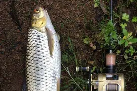 广东钓友珠江口钓获大量“红眼鱼”，钓获虽多却并不兴奋，为啥？图片