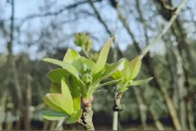 散文：生病图片