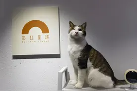 小猫小狗去世后，咱们可以体面的送走它图片