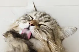 猫咪吐毛球了怎么办？试试这些方法图片