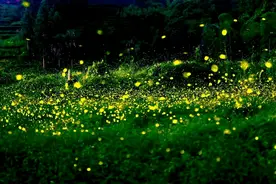 为什么现在很少看到萤火虫了？图片