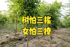 俗语“树怕三摇，女怕三撩”，三摇和三撩指什么？为何会怕？图片