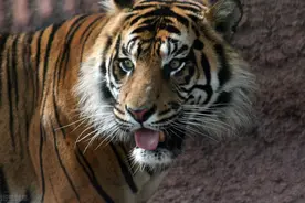 老虎能够在非洲生存吗？事实证明，最多只能当“非洲三哥”图片