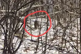 珲春三姐妹新年第一天偶遇幼年东北虎，两只傻狍子与小老虎同框更令人惊喜图片