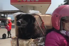 打工夫妻不忍爱犬受苦，自驾摩托几百公里，带着狗狗一起回家过年图片