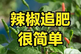 种植辣椒，要想结辣椒多，一定要追肥，追几次，追什么肥？图片