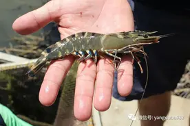 虾价暴涨！养殖户感叹，多少年了，都未曾遇到这样的好价格图片