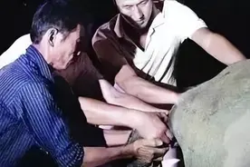 手把手教你解决牛出现难产怎么办图片