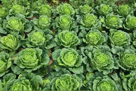 大白菜叶斑、软腐、烂根如何防治？一种傻瓜防治法，一用就灵图片