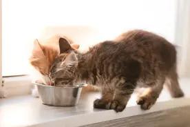 宠物营养师之消化系统— 腹泻与便秘图片