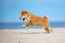 养宠小知识：几种让狗狗健康的超级食物！看看你家狗吃了吗？图片