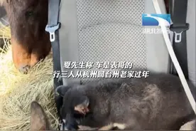 男子奔驰车内载着马狗羊，“看着出生长大的，是一家人，要一起回家过年”图片