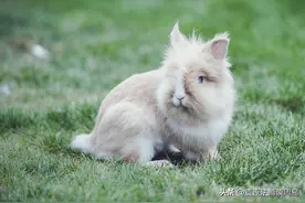 读易录三十四：噬嗑卦的驳正图片