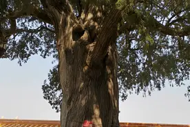 “祖坟冒出2物，儿孙一直富”，这2物你见过吗？赶紧来看一下！图片