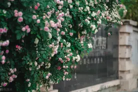 怎样养能让爬藤月季和蔷薇爬藤爬的快，哪个爬藤能力强？图片