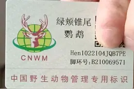 目前国内可以合法饲养的7种鹦鹉以及优缺点图片