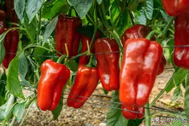 种植辣椒、茄子、番茄，老人说要学会“浇3水”，是哪3水？图片