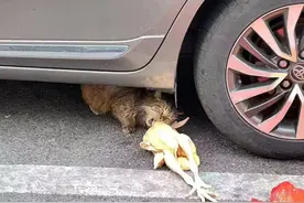 偷吃德克士的网红猫猫，被人活活摔死在今天图片