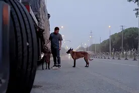 中年卡车司机：一人两狗，流浪1700公里图片