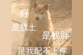 中国人为什么不爱土狗了？图片