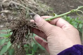 你家的辣椒苗快封行了吗？这时候有件要紧事，早做要比晚做好图片